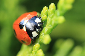 Ladybird