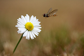 Marmalade Hoverfly