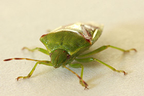 Shield Bug