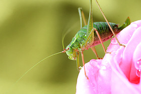 Speckled Bush Cricket