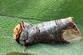 Buff-tip Moth