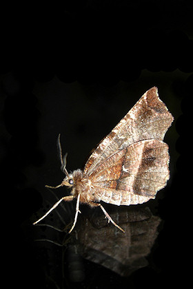 Early Thorn Moth