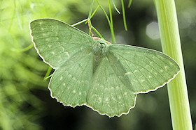 Large Emerald