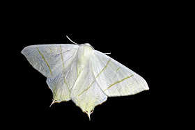 Moth Photo Gallery