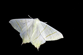 Swallow-tailed Moth