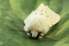 White Ermine Moth