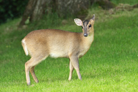 Muntjac - Muntiacus reevesi