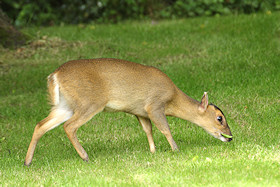 Muntjac - Muntiacus reevesi