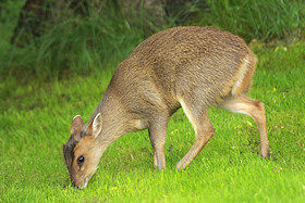 Muntjac - Muntiacus reevesi