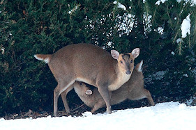 Muntjac kid suckling - Muntiacus reevesi