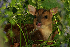 Muntjac kid - Muntiacus reevesi