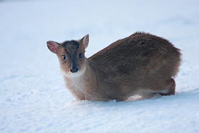 Muntjac kid in deep snow - Muntiacus reevesi