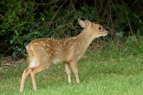 Muntjac youngster still with spots - Muntiacus reevesi