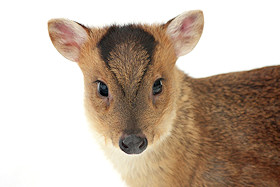 Baby muntjac in the snow - Muntiacus reevesi