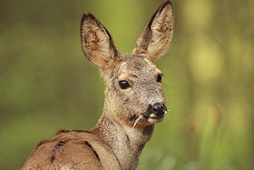 Roe deer in winter coat - Capreolus capreolus