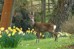 Roe deer in springtime - Capreolus capreolus