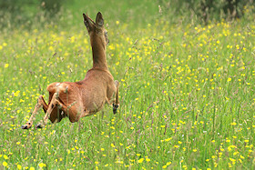 Roe deer among the buttercups - Capreolus capreolus