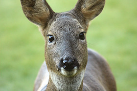 Roe deer doe with her winter coat - Capreolus capreolus