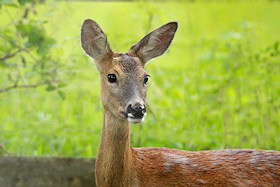 Roe deer in springtime - Capreolus capreolus