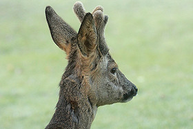 Roe deer buck in velvet - Capreolus capreolus