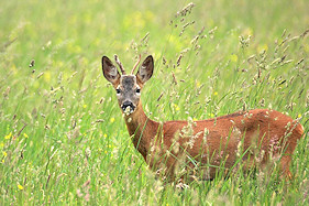 Roe deer buck among the buttercups - Capreolus capreolus