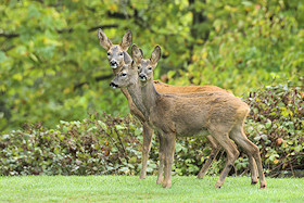 Roe deer in winter - Capreolus capreolus