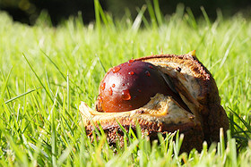 Horse Chestnut Conker - Aesculus hippocastanum