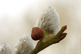 Goat Willow Catkins - Salix caprea