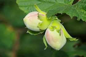 Hazlenuts - Corylus avellana