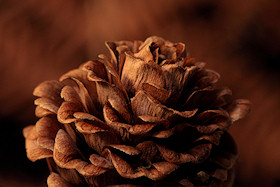 Larch Tree Cone - Larix decidua