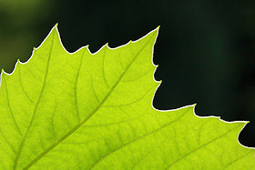 London Plane Leaf - Platanus x hispanica