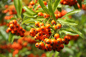 Pyracantha Berries - Firethorn