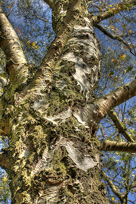 Silver Birch - Betula pendula